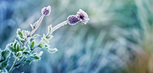 An Introductory Blog - By Gail Donnan - Jennifer Young