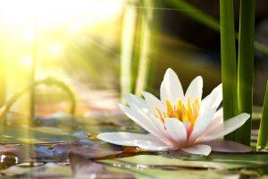 Anyone want to do a good deed? Supporting cancer patients experiencing hair loss - Jennifer Young